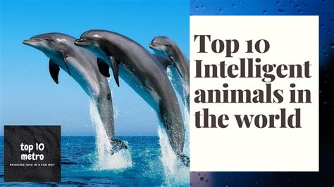 Top 10 Intelligent Animals In The World 2020 July Youtube