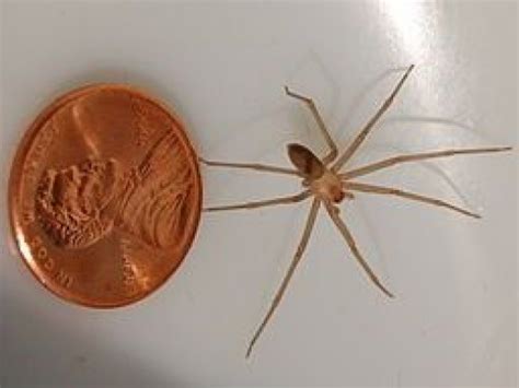How To Identify Brown Recluse Spiders Hubpages