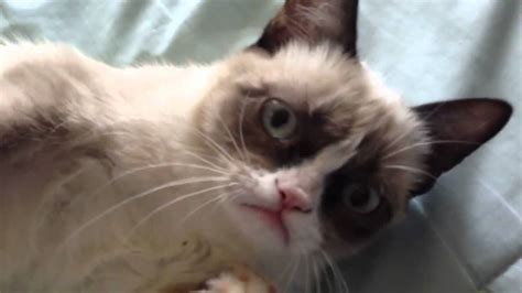Grumpy Cat Smiles Youtube