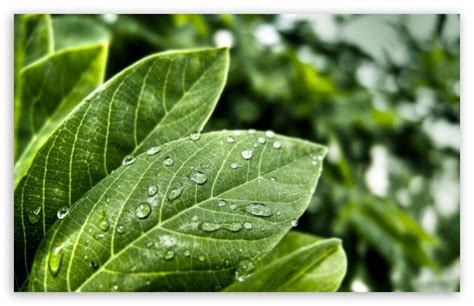 Green Leaves With Water Drops 4k Hd Desktop Wallpaper For