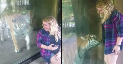 Pregnant Mom Takes Selfie With Tiger But Watch What Happens When She