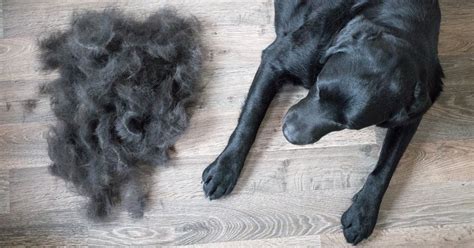 Dog Losing Hair Here Are Potential Causes — And How To Treat It
