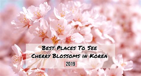 Cherry Blossom Festival Jeju 2019