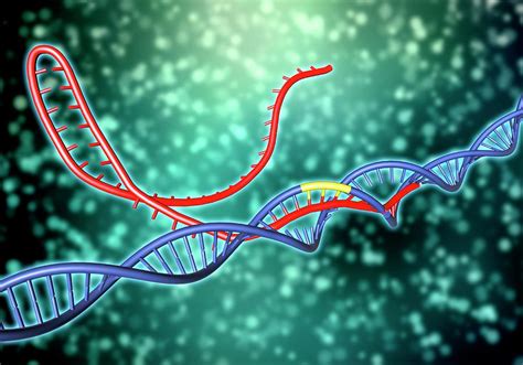 Crispr Cas9 Gene Editing Complex Photograph By Alfred Pasieka Science