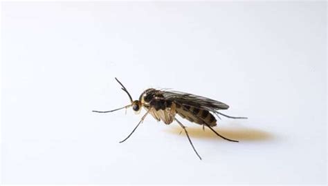 Small Black Flying Bugs In House That Are Not Fruit Flies Revealed