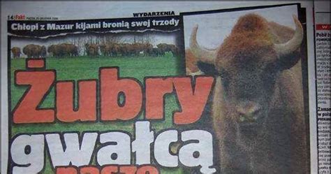 Żubry gwałcą nasze krowy fakt artykuł w gazecie memy, gify i śmieszne ...
