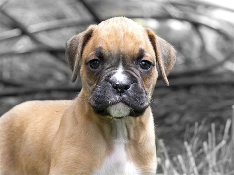 Bold Tan Boxer Puppy Photograph By Ginger Sanders Fine Art America