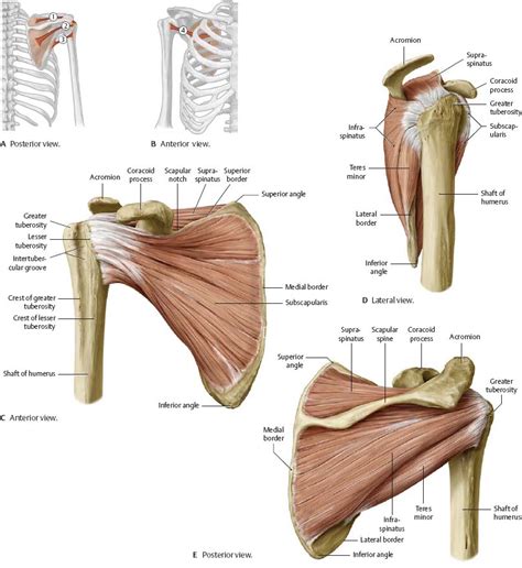 Shoulder Muscles Diagram Posterior Anatomy Of The Rtc Tendons Right