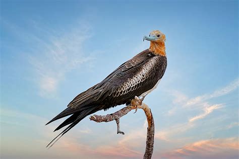 Juvenile Giant Frigatebird Photograph By Siyu And Wei Photography Pixels