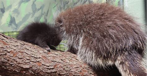 You Can Help Name Two Newborn Porcupines At Elmwood Park Zoo Cbs