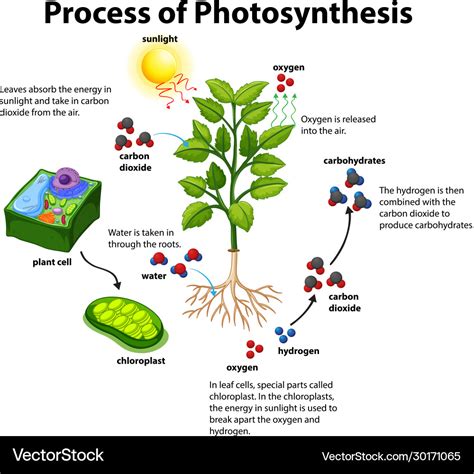 Colorful Photosynthesis Diagram And The Description The Professor