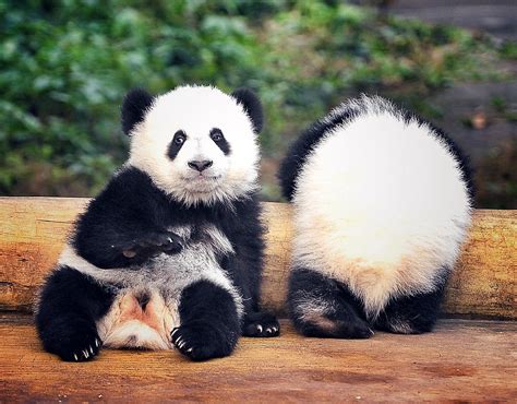Super Cute Panda Twins Make Debut In Chongqing Global Times
