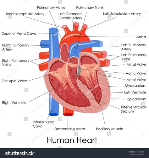 12 Human Heart Diagram And Function Robhosking Diagram