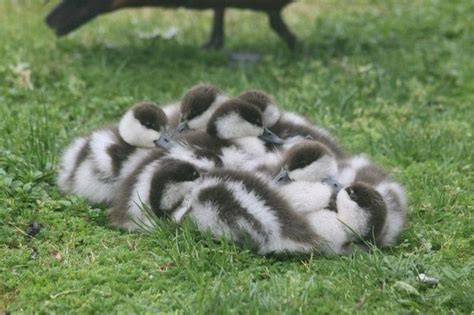 A Pile Of Baby Ducks Cute Animals Animals Animals Beautiful