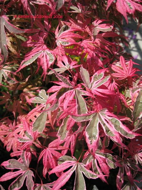 Maybe you would like to learn more about one of these? PlantFiles Pictures: Acer, Japanese Maple 'Gwen's Rose ...