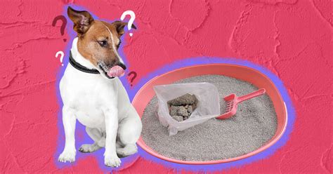 Why Does My Dog Eat Your Cats Poop Unveiling The Curious Canine Behavior