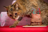 Poppy Is Crowned World's Oldest Living Cat at Age 24 - NBC News