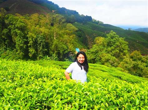 Read more than 900 reviews and 5 stars cameron highlands resort is truly acceptable for a spa/relax, golf/sports, romance/honeymoon, gourmet, luxury, mountains, countryside. Cameron Highlands Resort (Tanah Rata, Malaysia) - Reviews ...