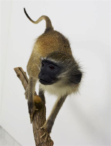 Taxidermy Vervet Monkey Bespoke Taxidermy