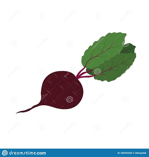 Burgundy Beets With Green Leaves Stock Vector Illustration Of Diet Drawing 182053256