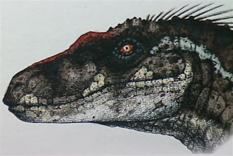 Velociraptor Antirrhopus Sf Sf Tg Sf S Jurassic Pedia