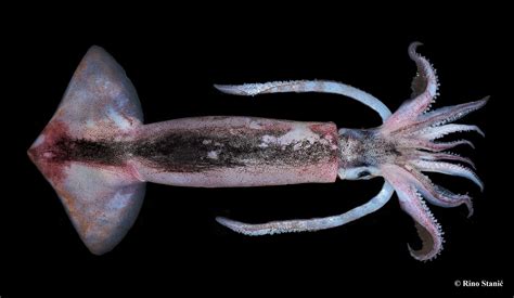 PHOTOS: Flying squid arrive in Croatia's Adriatic Sea ...