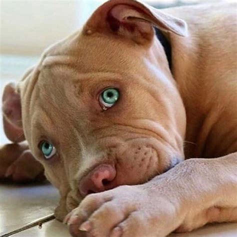 15 Pictures That Prove Pit Bull Are Perfect Weirdos Pet Reader