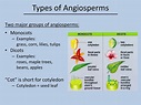 PPT - Gymnosperms and Angiosperms PowerPoint Presentation, free ...