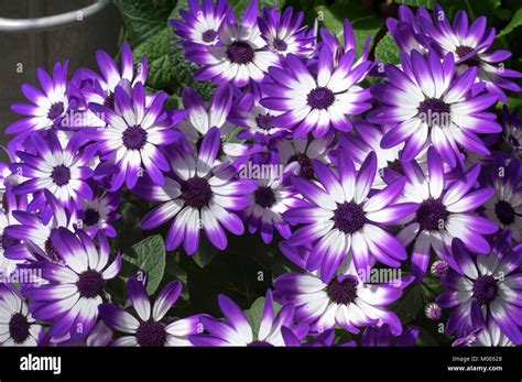 Purple And White Daisy High Resolution Stock Photography And Images Alamy