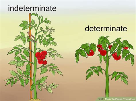 Diagram Of How To Prune Tomato Plants Cromalinsupport