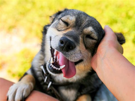 7 Easy Ways To Keep Your Dog Healthy