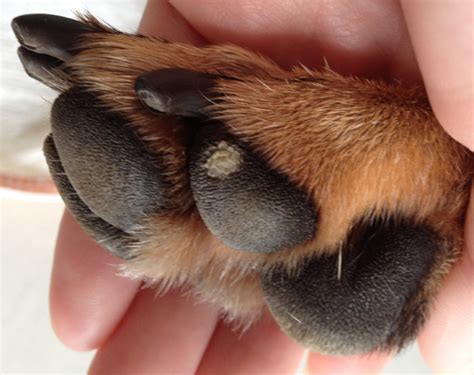 A White Patch On My Dogs Paw Pad We Live In A Flat