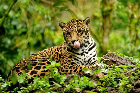 Jaguar Habitat