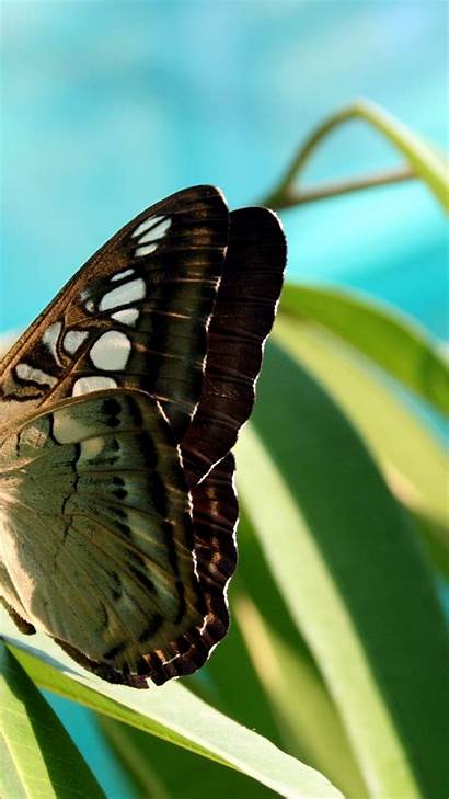 Brown Butterfly 4k Background Iphone Plus Wallpaperu3