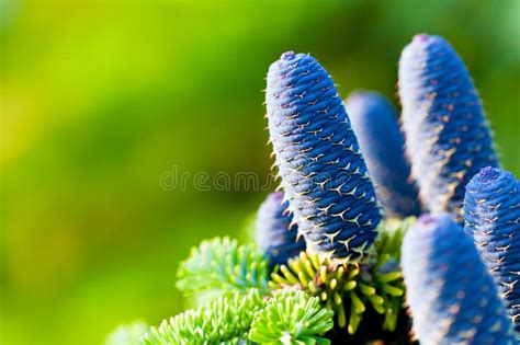 Tree Cones Stock Image Image Of Outdoor Celebrating 34585087