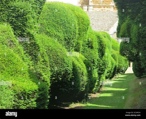 Pruning Hedges Hi Res Stock Photography And Images Alamy