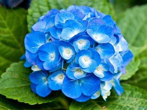 Free Photo Blue Flower Blue Bspo07 Flower Free Download Jooinn