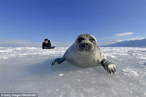 130 Dead Seals Washed Up On Shores Of Russias Lake Baikal Daily Mail