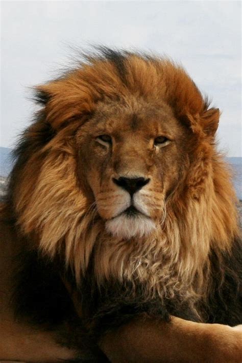 Majestic Lion Photograph by Teresa Howell