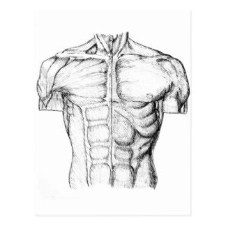 Bildergebnis fur torso reference for artist body practice guy. Torso Sketch at PaintingValley.com | Explore collection of ...