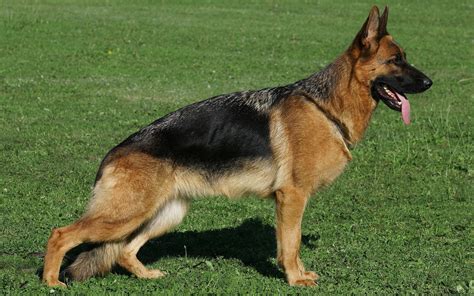 German Shepherd Dog Hd Wallpapers 2013 ~ All About Hd Wallpapers