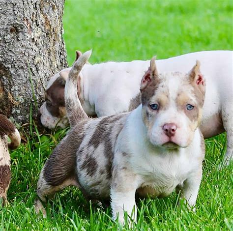 Merle American Bully What Are They Why Are They Special