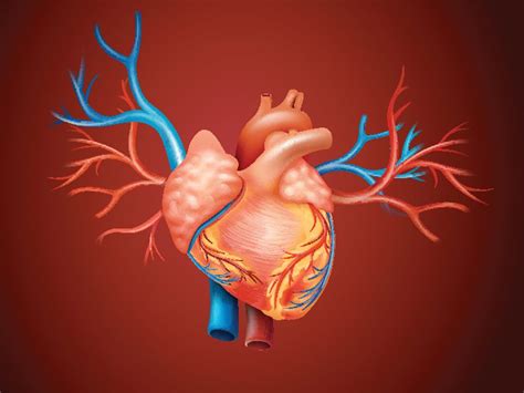 Circulatory System Major Arteries Labeled
