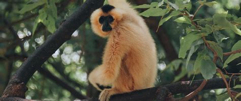 Gibbon Wallpapers Wallpaper Cave
