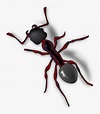 Ant - Ant Clip Art , Free Transparent Clipart - ClipartKey