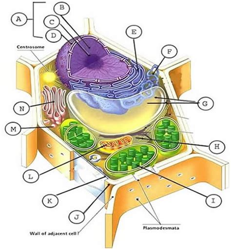 Common organelles of plant & animal cells are as follow: Animal and Plant Cell Labeling