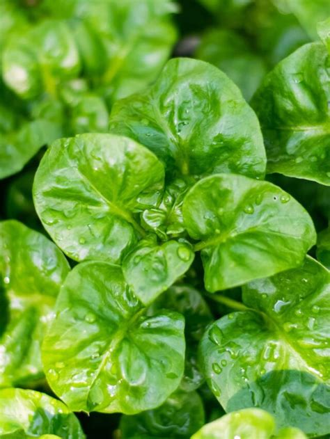 Best Spinach Companion Plants For Your Vegetable Garden Boreal Bloom