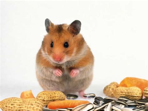 Free Wallpaper Archive 10 Hamster Wallpapers