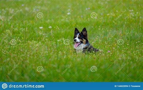 Dog Lying In The Grass Stock Photo Image Of Lawn Domestic 144622094