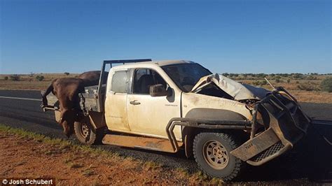 Man Smashes Into A Cow In His Truck And Is Saved By His Bull Bar